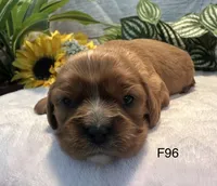 Ruby, a female Cavalier King Charles Spaniel for sale in West Point, IA – 8 of 8