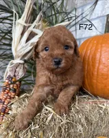 Mary, a female Poodle - Miniature  for sale in West Point, IA – 8 of 10