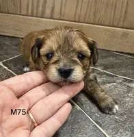 Blaze, a male Yorkipoo for sale in West Point, IA – 5 of 10