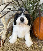 Buster, a male Cockapoo for sale in West Point, IA – 10 of 10