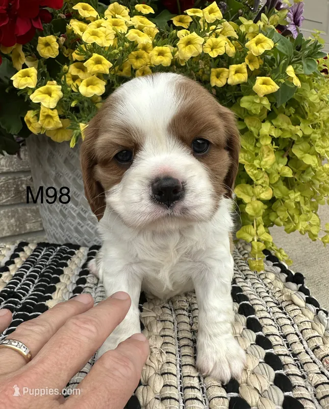Milo – Cavalier King Charles Spaniel puppy for sale in West Point, IA