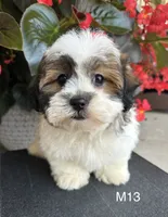 Max, a male Maltipoo for sale in West Point, IA – 3 of 10