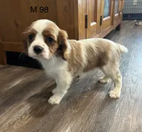 Milo, a male Cavalier King Charles Spaniel for sale in West Point, IA – 2 of 9