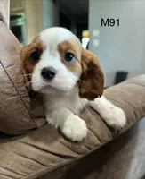 Cooper, a male Cavalier King Charles Spaniel for sale in West Point, IA – 4 of 10