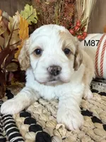 Hunter, a male Cockapoo for sale in West Point, IA – 2 of 9