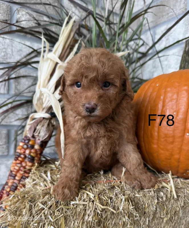 Bella – Poodle - Miniature  puppy for sale in West Point, IA
