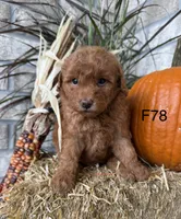 Bella, a female Poodle - Miniature  for sale in West Point, IA – 1 of 10