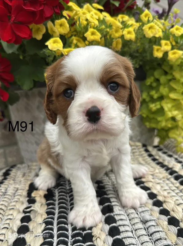 Cooper – Cavalier King Charles Spaniel puppy for sale in West Point, IA