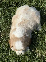 Dawson, a male Cavalier King Charles Spaniel for sale in West Point, IA – 3 of 8