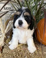 Buster, a male Cockapoo for sale in West Point, IA – 6 of 10