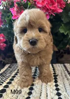 Jack, a male Maltipoo for sale in West Point, IA – 4 of 10