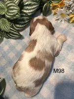 Milo, a male Cavalier King Charles Spaniel for sale in West Point, IA – 3 of 8