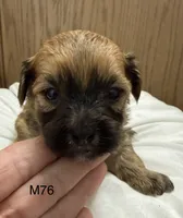 Zuke, a male Yorkipoo for sale in West Point, IA – 4 of 10