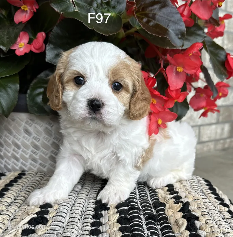 Willow – Cavachon puppy for sale in West Point, IA