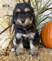 Duke, a male Cockapoo for sale in West Point, IA – 5 of 10