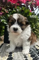 Teddy, a male Bichon Frise and Shih Tzu for sale in West Point, IA – 4 of 9