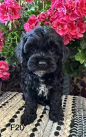 Lola, a female Cockapoo for sale in West Point, IA – 8 of 10