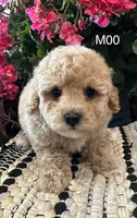 Duke, a male Maltipoo for sale in West Point, IA – 4 of 10