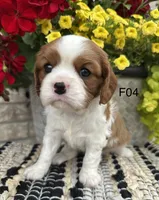 Luna, a female Cavalier King Charles Spaniel for sale in West Point, IA – 3 of 9