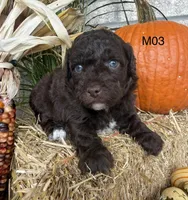 Milo, a male Poodle - Miniature  for sale in West Point, IA – 8 of 10