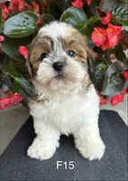 Nina, a female Maltipoo for sale in West Point, IA – 10 of 10