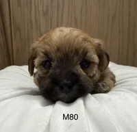 Rocky, a male Yorkipoo for sale in West Point, IA – 10 of 10