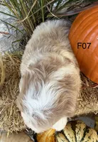 Gracie , a female Cockapoo for sale in West Point, IA – 9 of 10