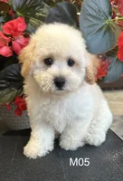 Hank, a male Maltipoo for sale in West Point, IA – 5 of 10
