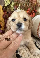 Maple, a female Cockapoo for sale in West Point, IA – 2 of 9