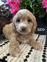 Bentley , a male Cockapoo for sale in West Point, IA – 8 of 10