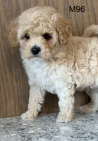 Fran, a male Maltipoo for sale in West Point, IA – 9 of 10