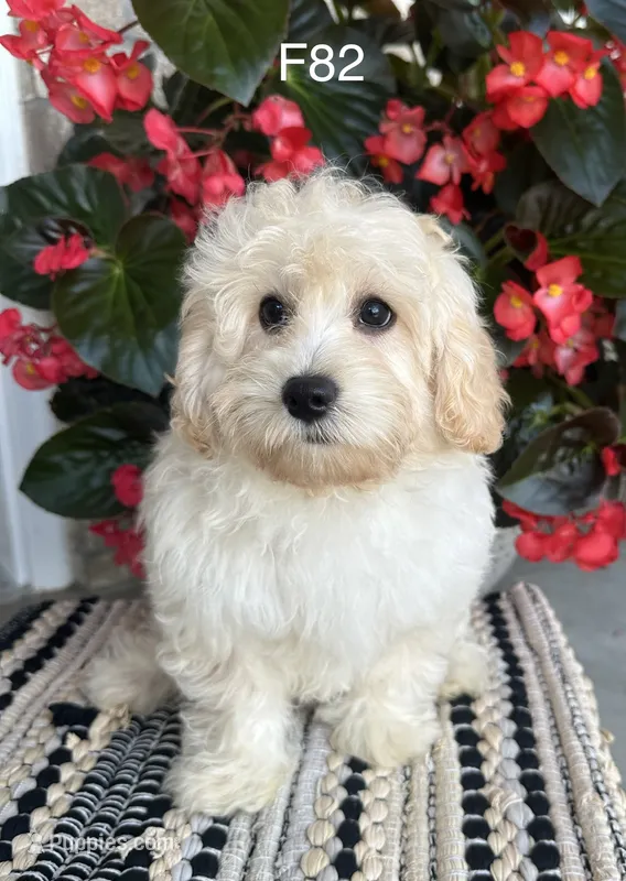 Molly  – Maltipoo puppy for sale in West Point, IA