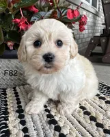 Molly , a female Maltipoo for sale in West Point, IA – 8 of 9