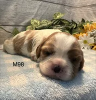 Milo, a male Cavalier King Charles Spaniel for sale in West Point, IA – 6 of 8