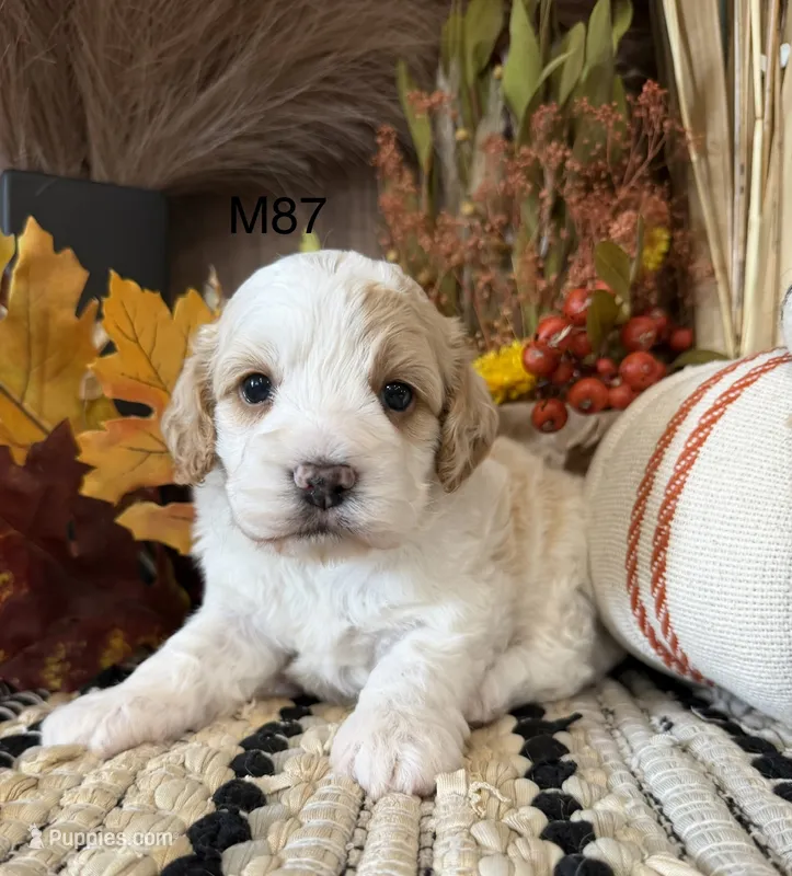 Hunter – Cockapoo puppy for sale in West Point, IA