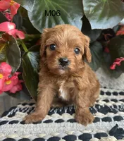 Zane , a male Cavapoo for sale in West Point, IA – 4 of 10