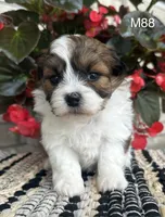 Teddy, a male Bichon Frise and Shih Tzu for sale in West Point, IA – 7 of 9