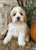 Toby, a male Cockapoo for sale in West Point, IA – 4 of 10