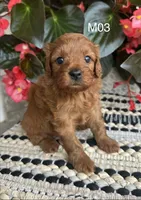 Zuke, a male Cavapoo for sale in West Point, IA – 5 of 10