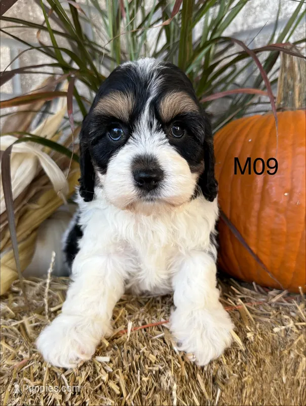 Buster – Cockapoo puppy for sale in West Point, IA