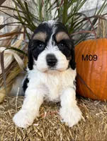 Buster, a male Cockapoo for sale in West Point, IA – 1 of 10