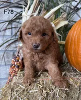 Bella, a female Poodle - Miniature  for sale in West Point, IA – 4 of 10
