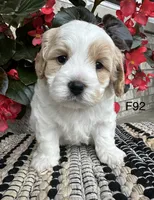 Bailey , a female Cavachon for sale in West Point, IA – 7 of 9