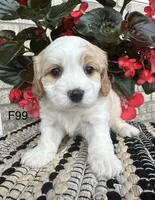 Ellie, a female Cavachon for sale in West Point, IA – 8 of 10