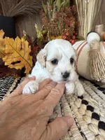 Autumn , a female Cockapoo for sale in West Point, IA – 10 of 10