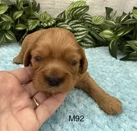 Jax, a male Cavalier King Charles Spaniel for sale in West Point, IA – 4 of 9