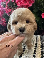Toby, a male Maltipoo for sale in West Point, IA – 9 of 10