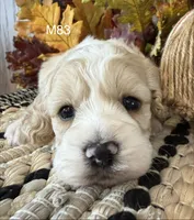Oakley, a male Cockapoo for sale in West Point, IA – 5 of 8