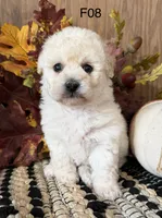 Lilly, a female Maltipoo for sale in West Point, IA – 2 of 10