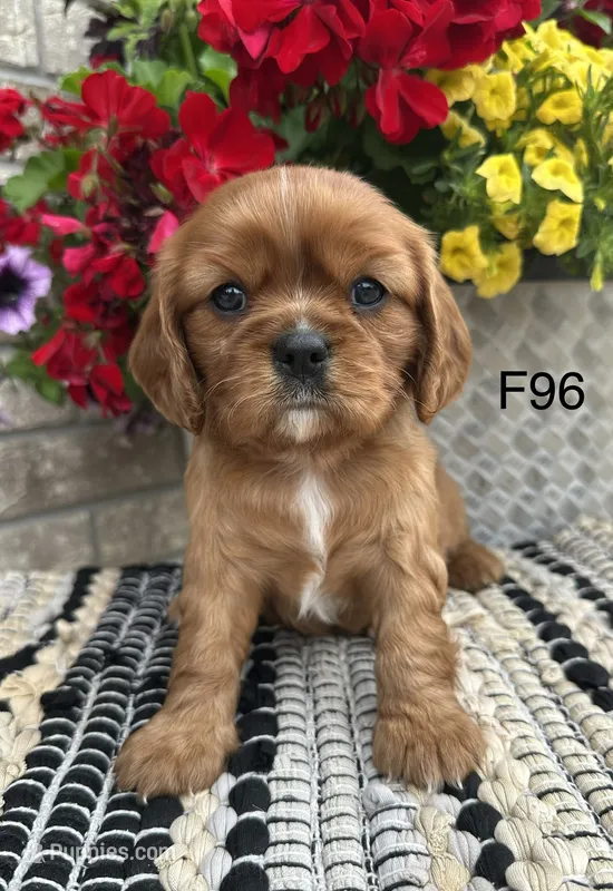 Ruby – Cavalier King Charles Spaniel puppy for sale in West Point, IA